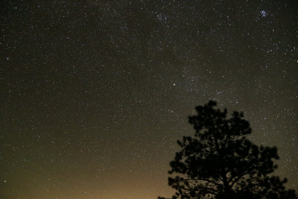 Night sky full of stars over the silhouette of a pine tree