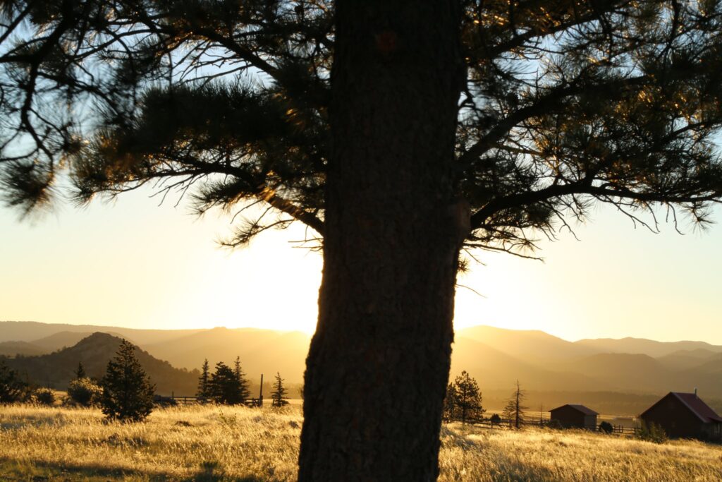 Silhouette of a big pine tree with the sun rising behind it over golden grass and hills