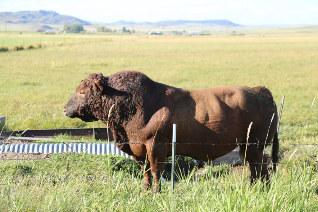 Large brown bull standing in tall grass behind a wire fence