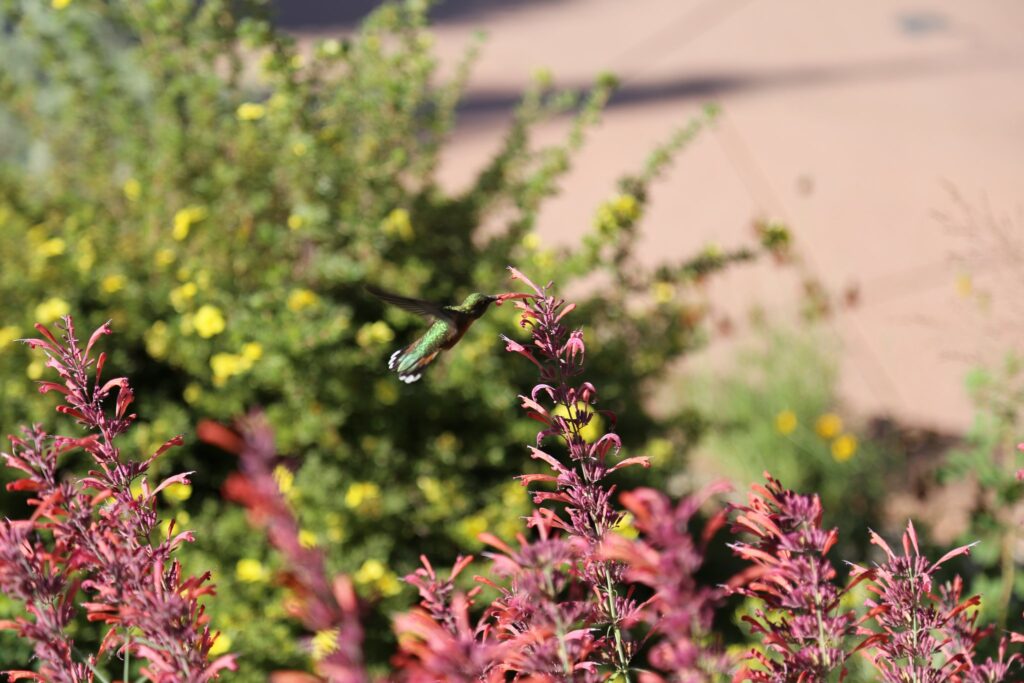 Hummingbird hovering over pink and yellow flowers