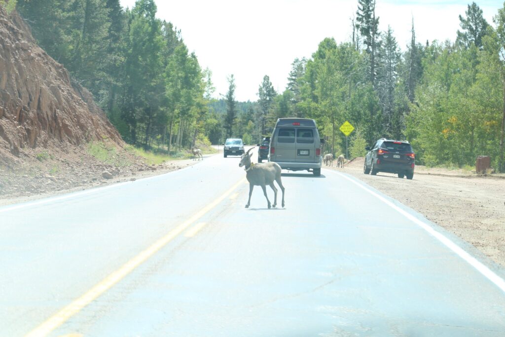 Bighorn sheep crossing a mountain road in front of stopped cars and vans