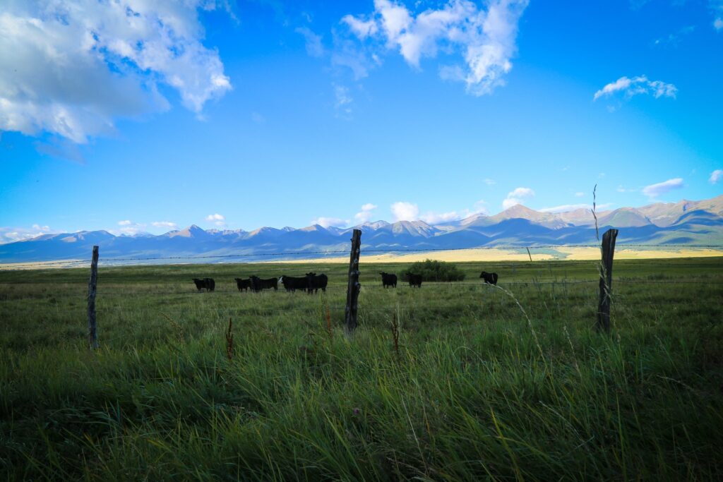 Black cattle grazing in a green pasture with a snow-streaked mountain range behind