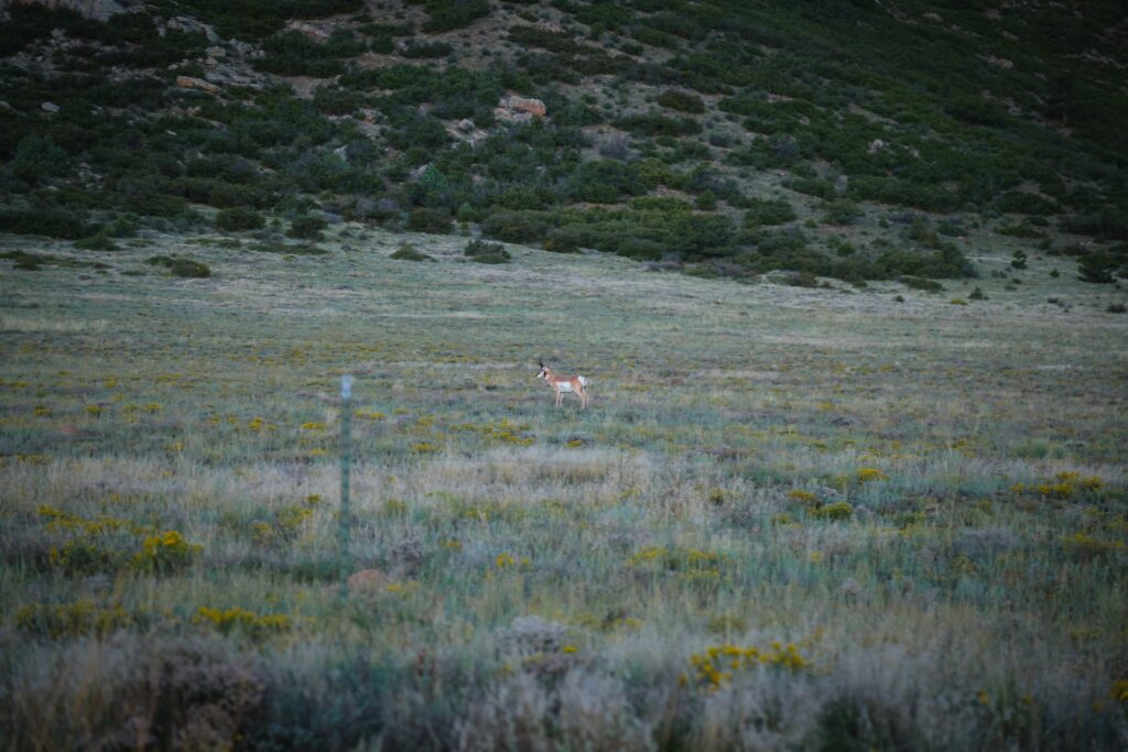 Pronghorn standing in a field of sagebrush and yellow flowers below a green hillside