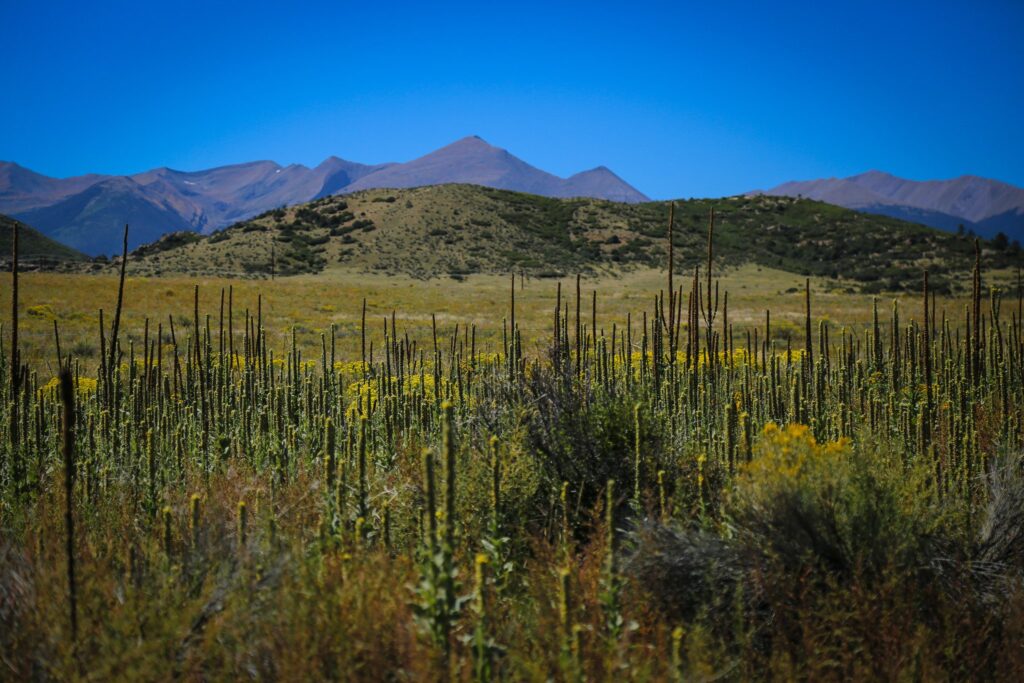 Tall mullein stalks and yellow rabbitbrush in front of rolling hills and purple mountains