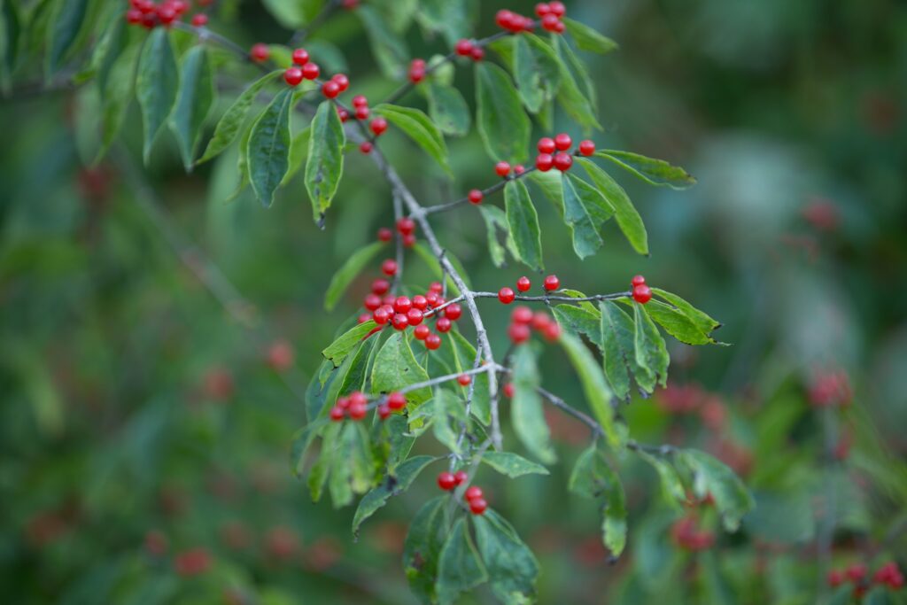 Branch of bright red berries among long green leaves against a soft green background
