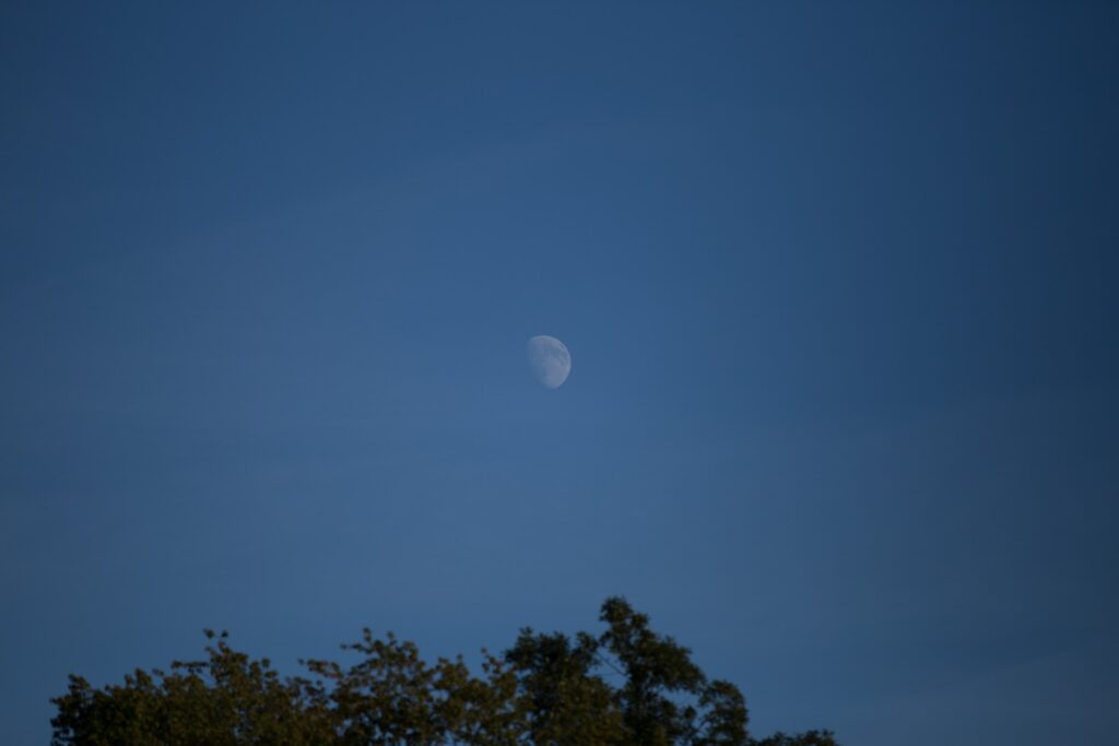 Pale moon in a deep blue sky above a dark line of treetops