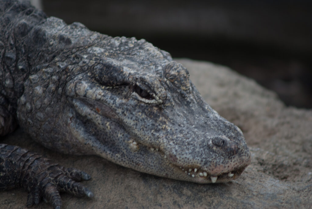 Close-up of a gray crocodilian resting its head on a rock with its eyes half closed and teeth showing