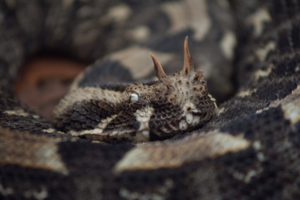Gaboon viper coiled up with its horned head resting on its patterned tan and brown body