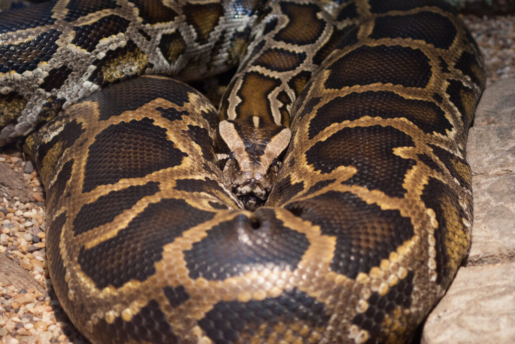 Burmese python resting its head on its own thick, boldly patterned coils