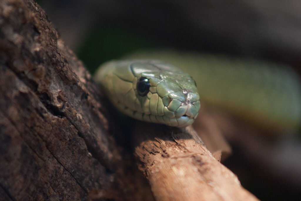 Close-up of a green snake's head resting on a branch, looking toward the camera