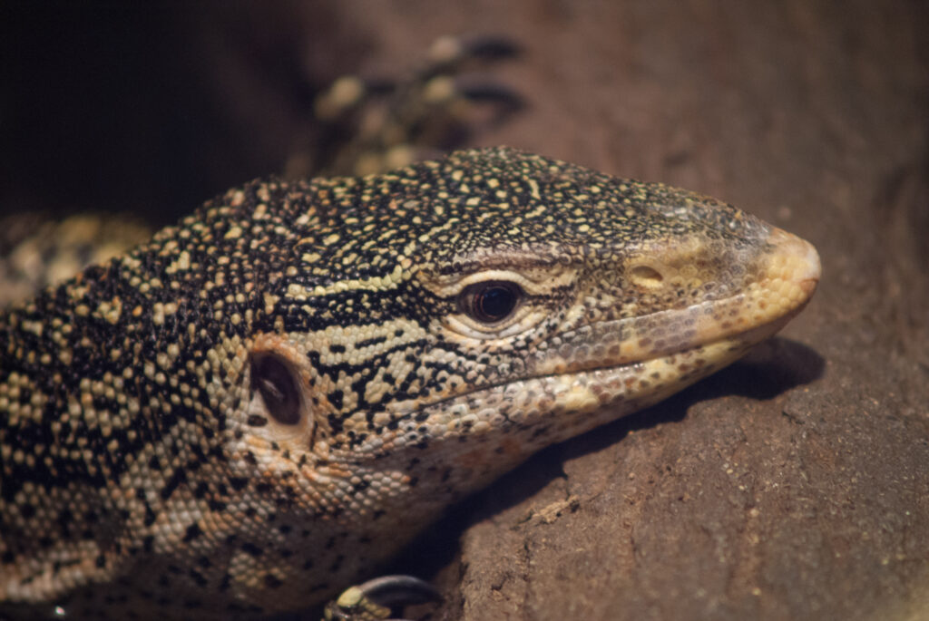 Close-up of a dark monitor lizard covered in gold speckles, resting its chin on a rock