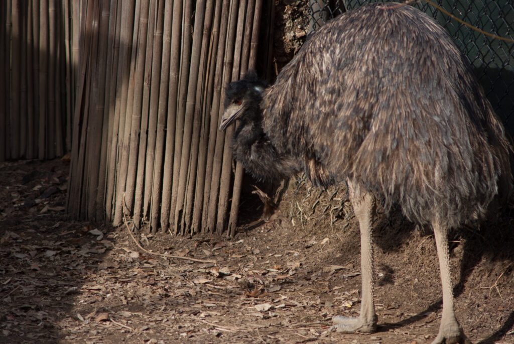 Shaggy brown emu standing next to a bamboo fence