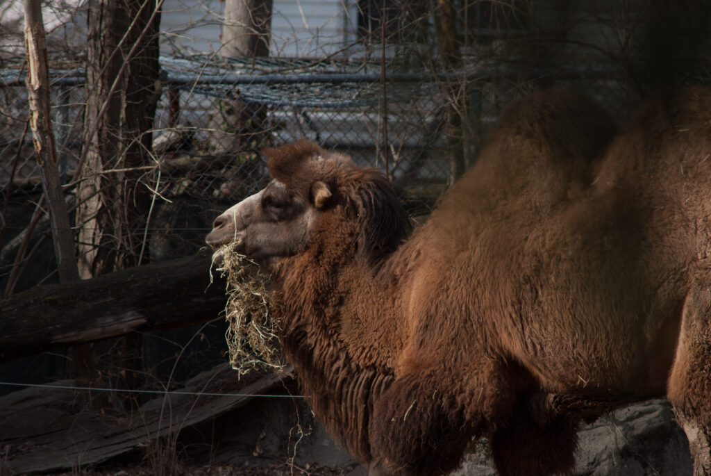 Bactrian camel with two humps and a thick winter coat chewing a mouthful of hay
