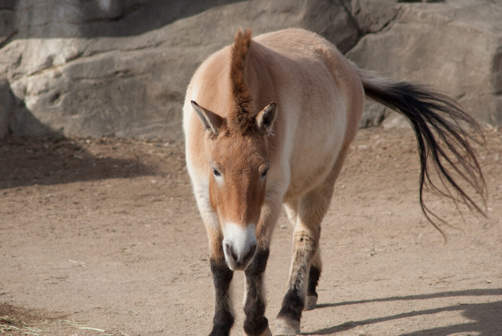 Tan Przewalski's horse with an upright dark mane walking toward the camera