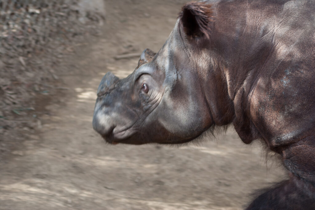 Close-up of a small, hairy Sumatran rhino with two short horns walking past