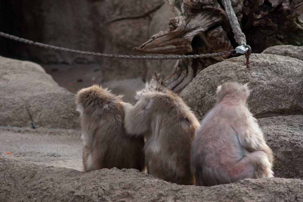 Three Japanese macaques sitting on rocks with their backs to the camera, two of them grooming
