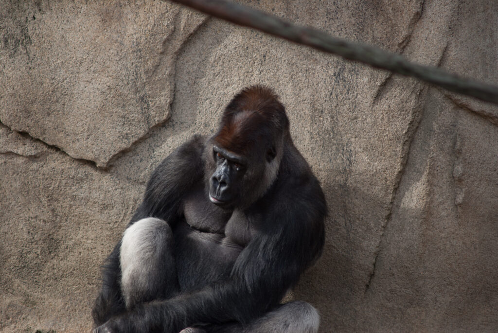 Western lowland gorilla sitting against a rock wall with its arms folded around its knees