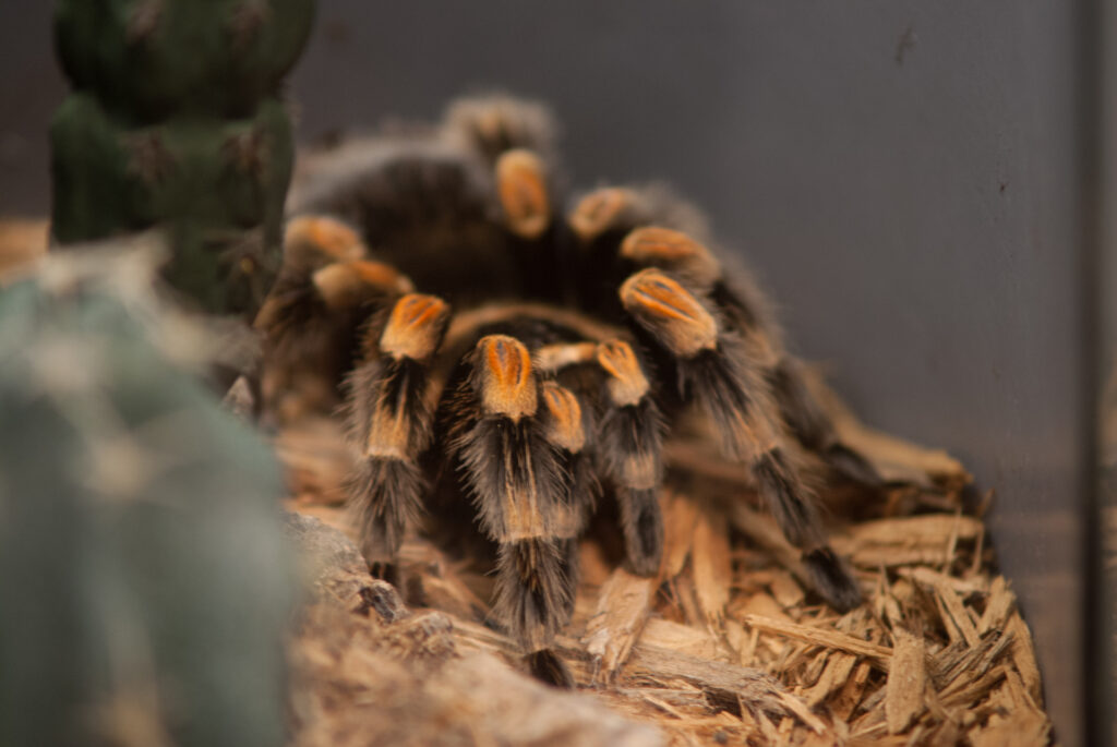 Mexican red-knee tarantula with orange-banded hairy legs sitting on wood chips beside a cactus
