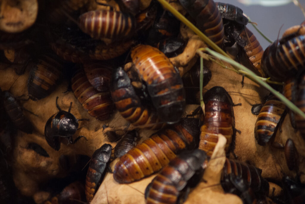 Pile of large Madagascar hissing cockroaches crawling over a log