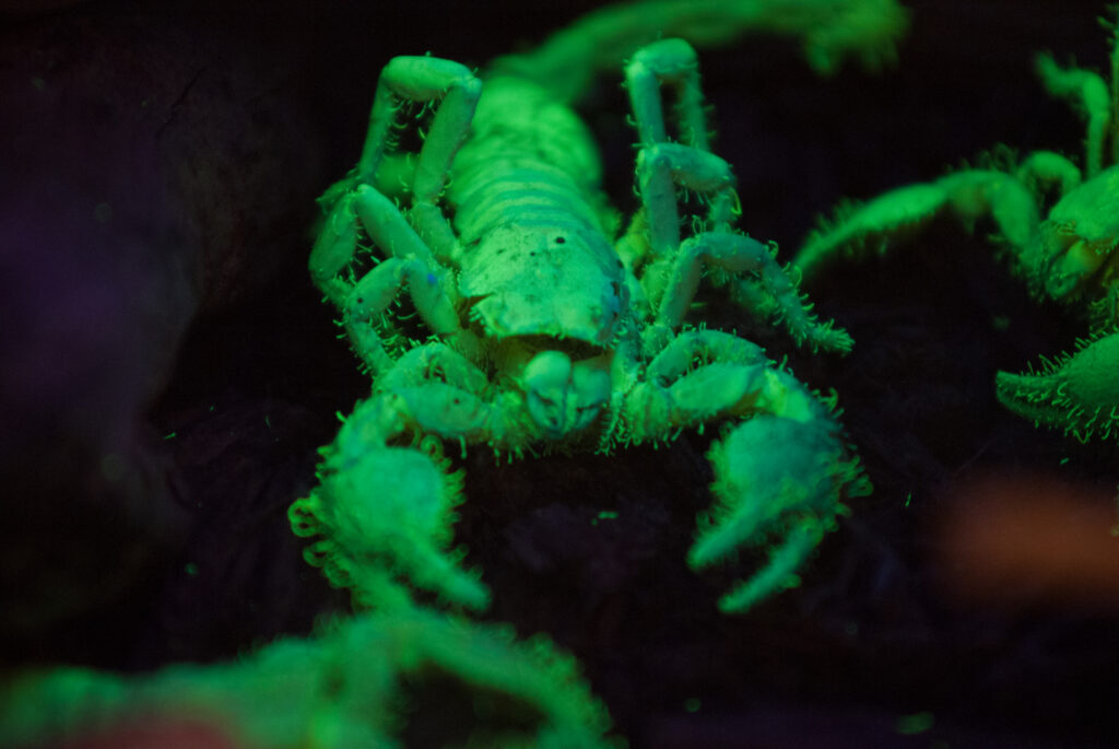 Scorpion glowing bright green under ultraviolet light against a dark background