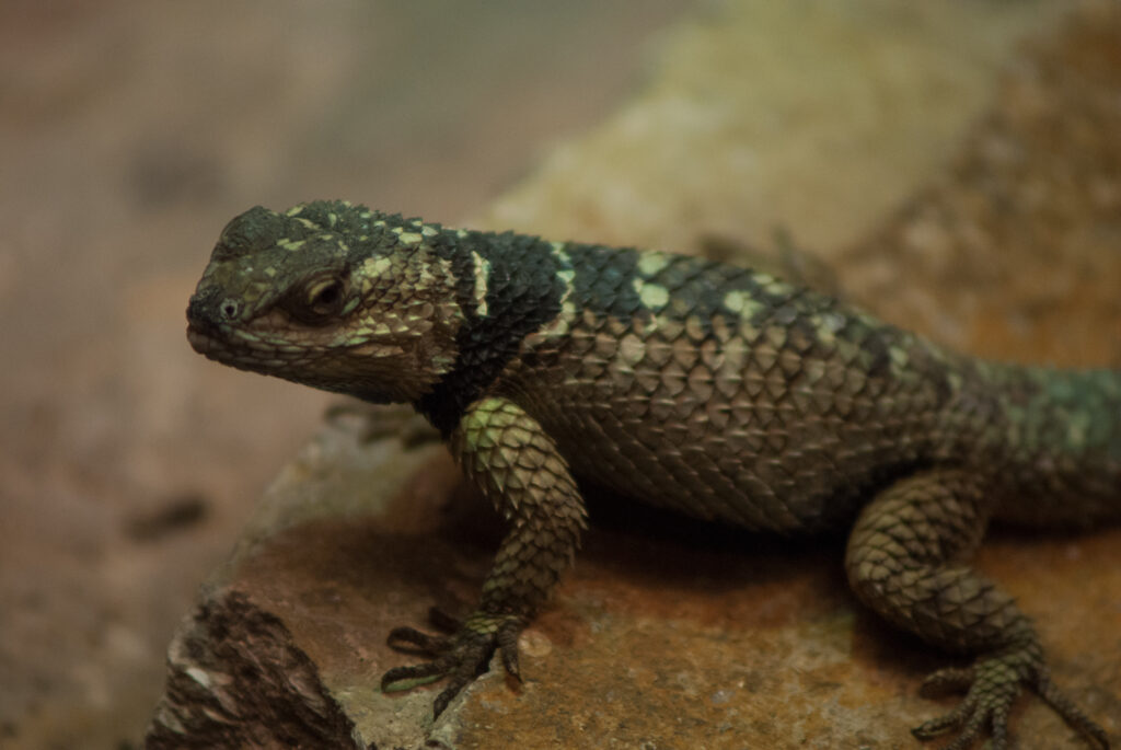 Spiny lizard with a black collar and pale spots perched on a rock
