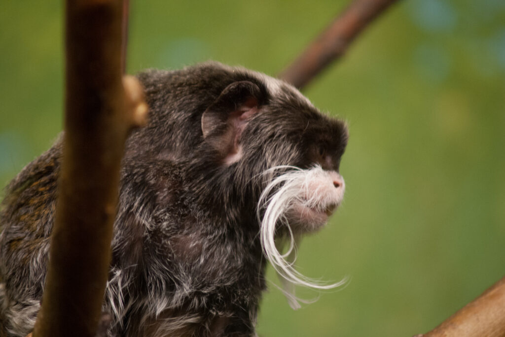 Emperor tamarin monkey in profile with a long, curling white mustache