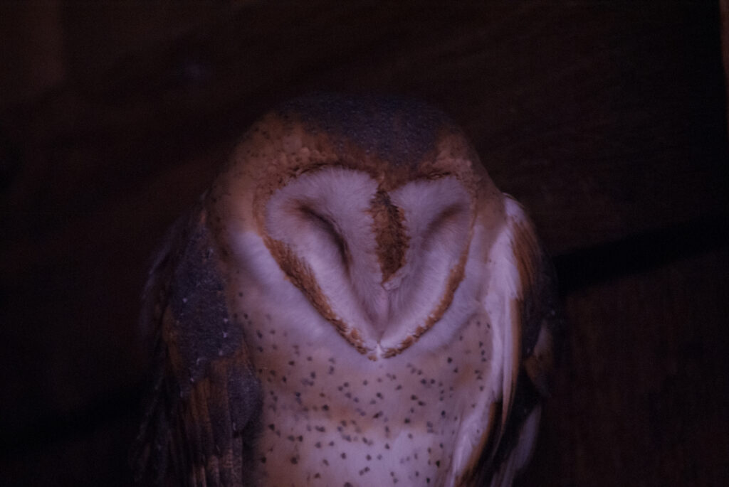 Barn owl asleep with its eyes closed, showing its white heart-shaped face