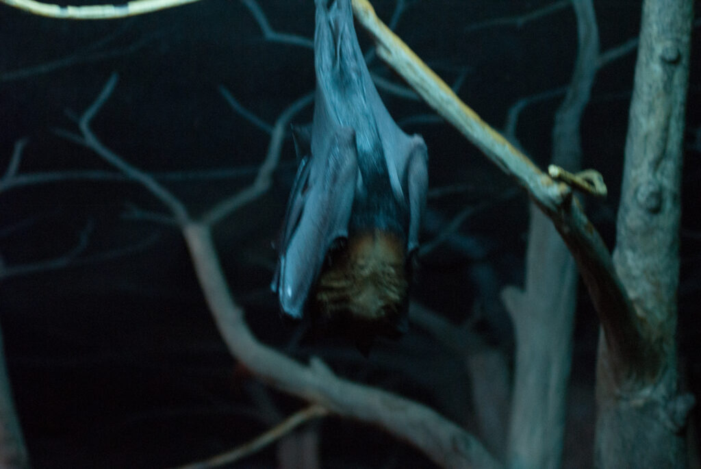 Fruit bat hanging upside down from a branch in blue nighttime lighting, wrapped in its wings