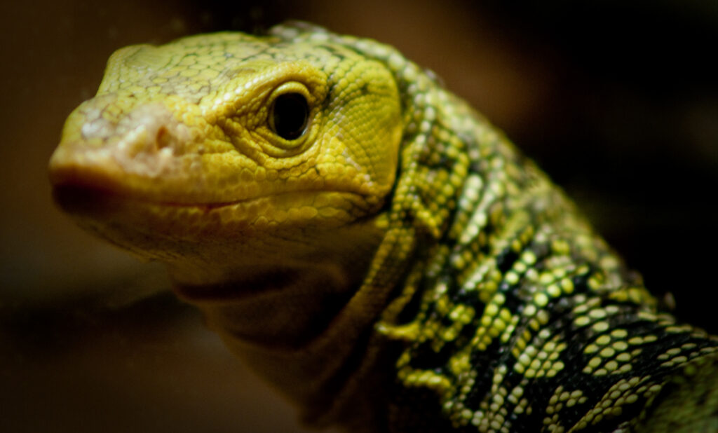 Close-up of a yellow monitor lizard with a black net pattern on its neck