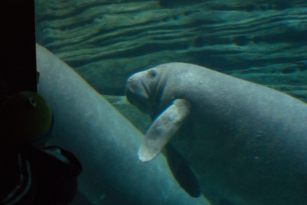 Two manatees swimming underwater in a green-blue tank, one waving a flipper