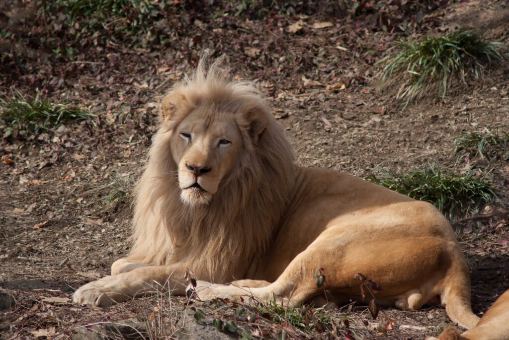 Lion with a thick blond mane lying on dirt and dry leaves, looking off to the side