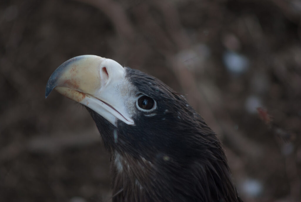 Close-up of a dark Steller's sea eagle with a huge pale arched beak