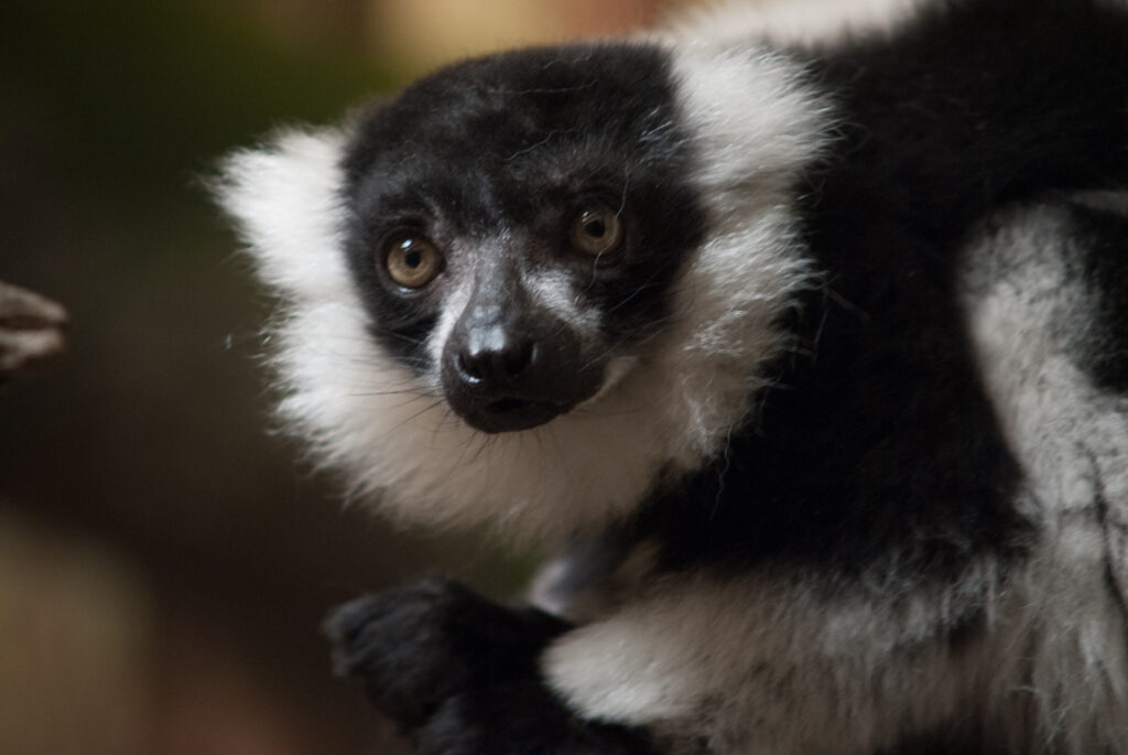 Black-and-white ruffed lemur with a white fur ruff looking at the camera with orange eyes