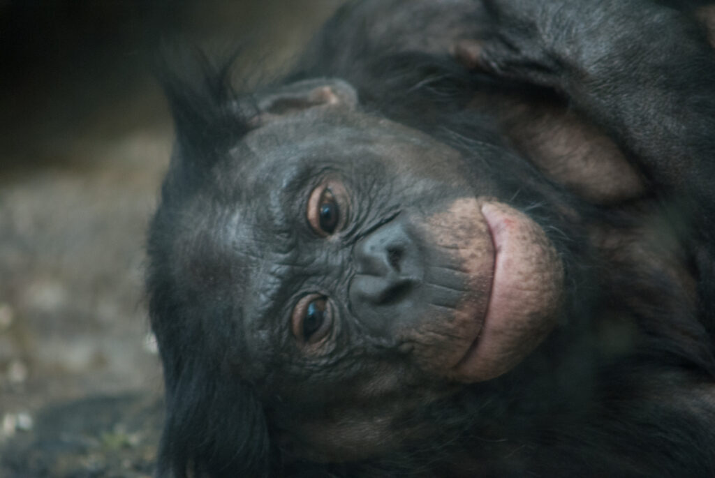 Bonobo lying on its side with its head on the ground, looking at the camera