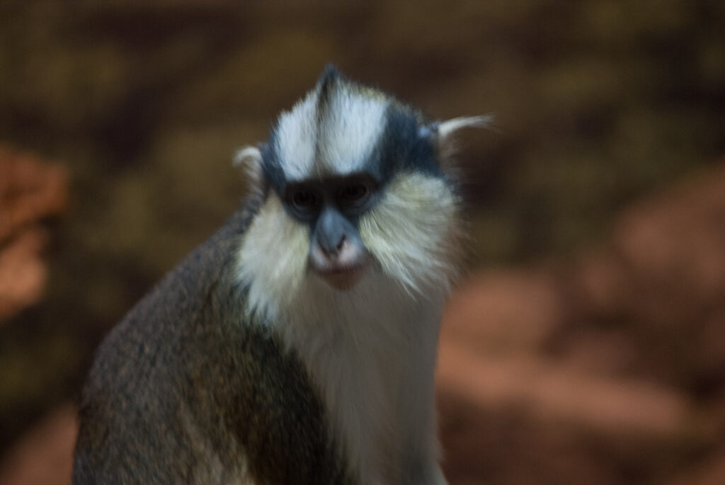 Small monkey with a blue-gray face, black eye band and fluffy white cheek whiskers