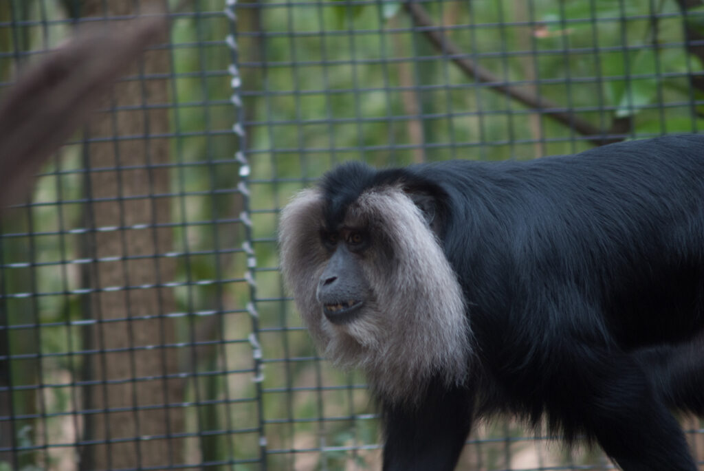 Black lion-tailed macaque with a silver mane walking past a wire fence