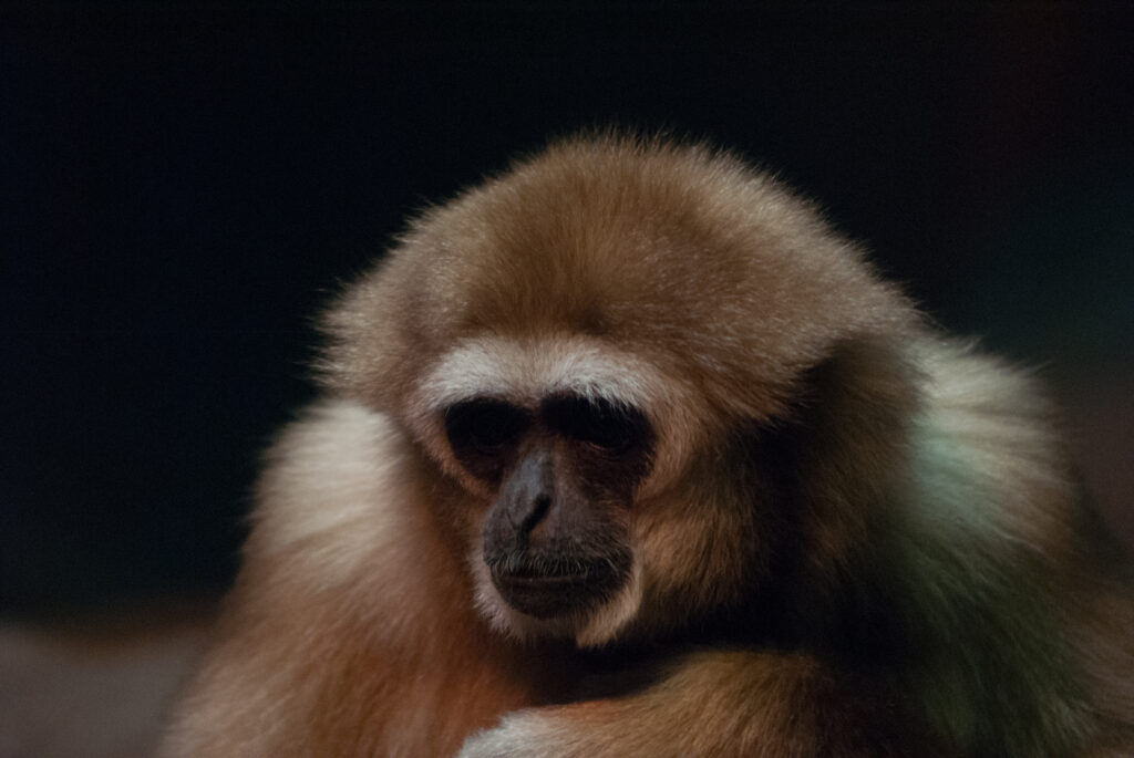 Tan white-handed gibbon with a white ring of fur around its dark face, looking down