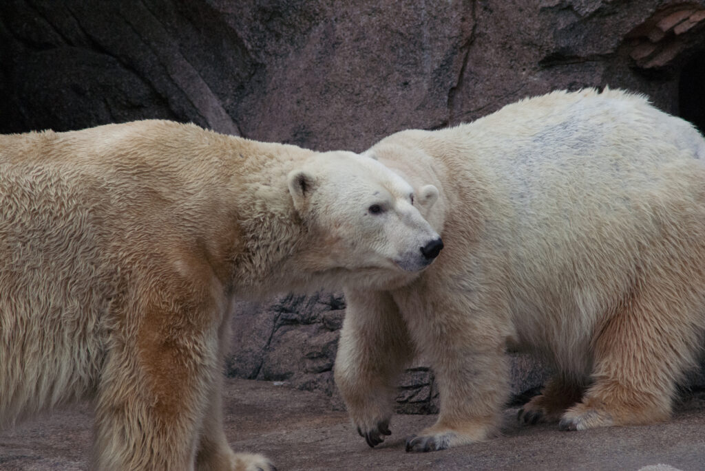 Two polar bears with yellowish-white fur standing close together on rocks