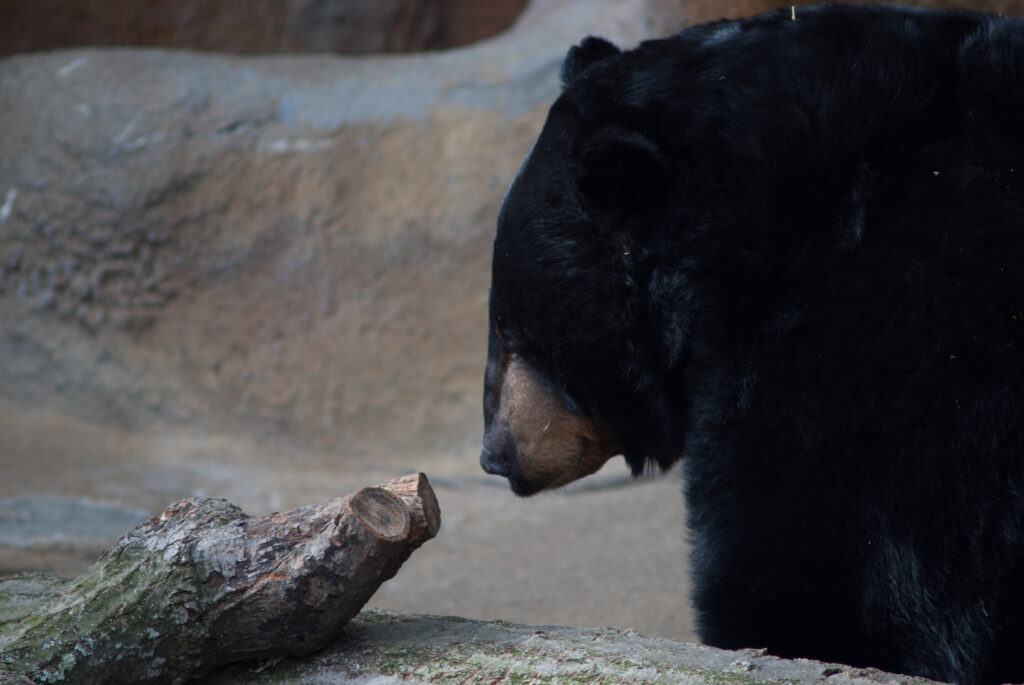 Black bear with a tan muzzle sniffing the end of a log