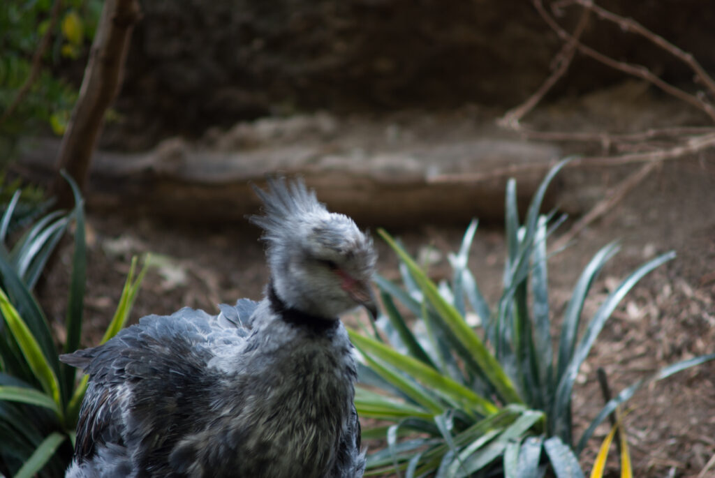 Gray southern screamer bird with a wispy crest and black neck ring among green plants