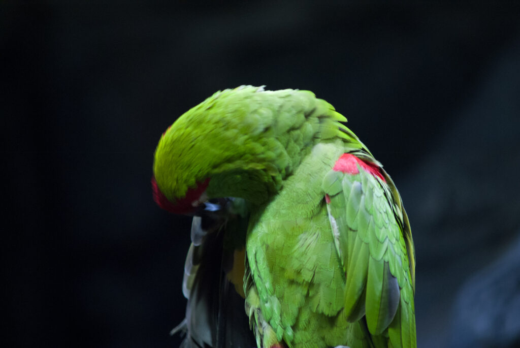 Green parrot with red forehead and red shoulder patch preening its feathers against a dark background