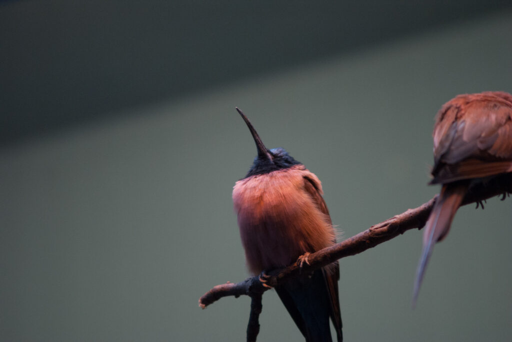 Carmine bee-eater with rosy red feathers and a long curved bill perched on a branch