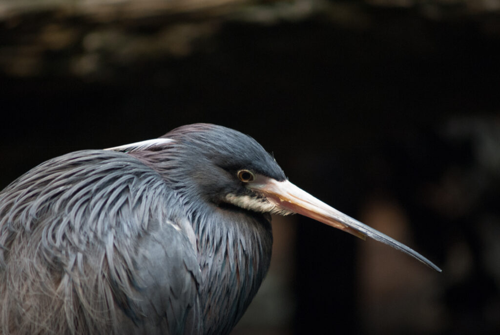 Close-up of a blue-gray heron with a long yellow bill and a white head plume