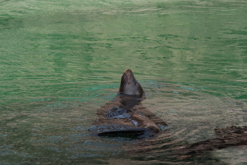Sea lion floating on its back in green water with its nose pointed at the sky