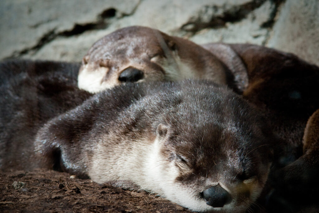 River otters sleeping piled on top of each other against a rock wall