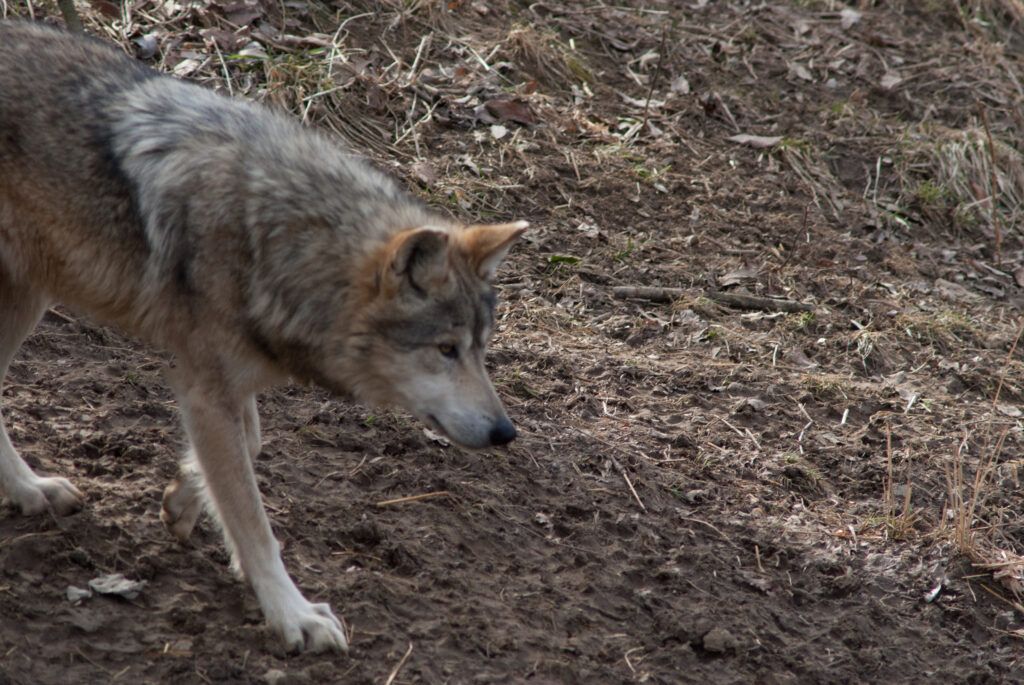 Gray wolf walking with its nose to the ground across dirt and dry grass