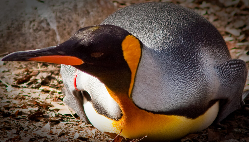 Cincinnati Zoo