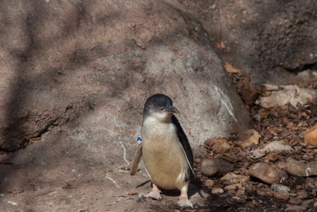 Tiny little blue penguin standing on rocky ground beside a boulder