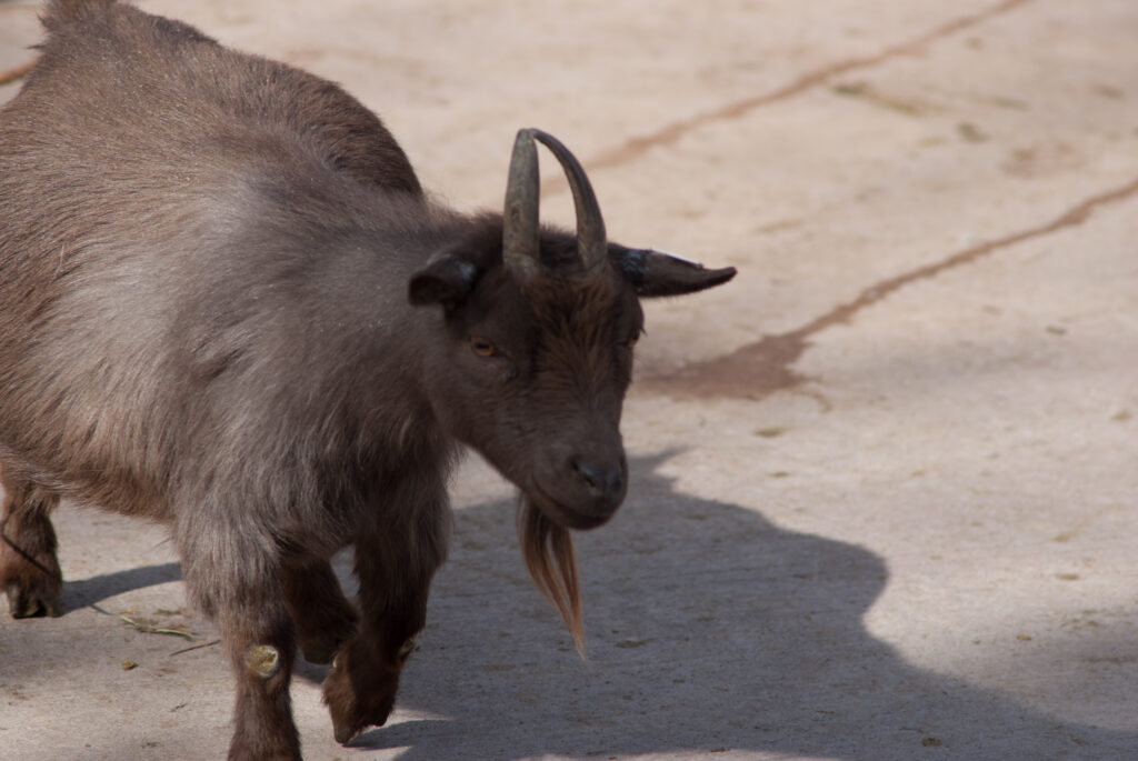 Brown goat with curved horns and a long beard walking across concrete