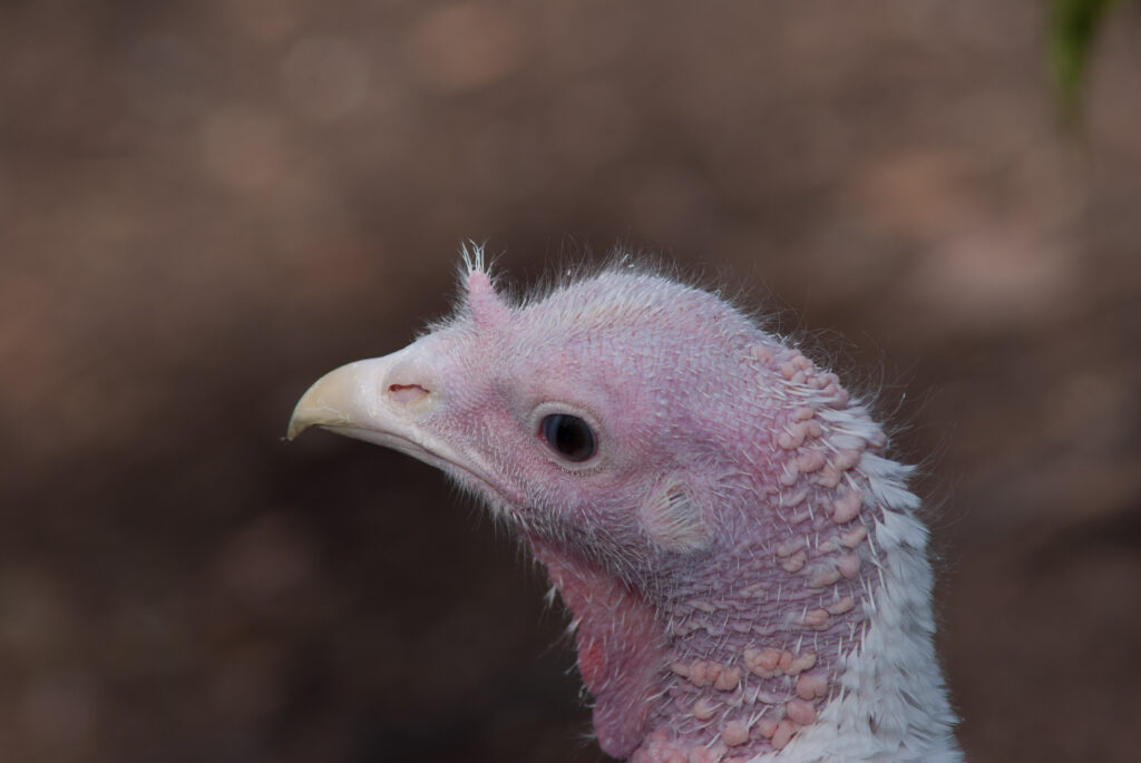 Close-up of a white turkey's bare pink head and neck